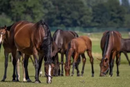 Bigger view of Merries en veulens BWP