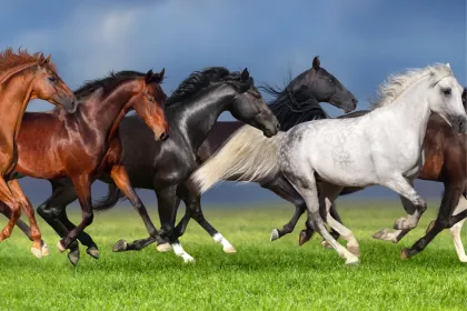 Bigger view of Paarden in galop