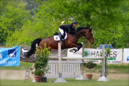 Bigger view of verkoop Belgische springpaarden